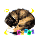 毎日の挨拶（個別スタンプ：2）