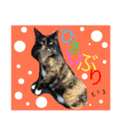 毎日の挨拶（個別スタンプ：29）