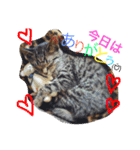 毎日の挨拶（個別スタンプ：30）