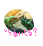 フトアゴヒゲトカゲのジョージ（個別スタンプ：11）