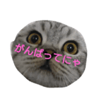 mamolugu1（個別スタンプ：1）