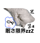 mamolugu1（個別スタンプ：6）