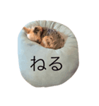 こたとさにー（個別スタンプ：7）