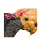 うちのワンコ•ﻌ•（個別スタンプ：4）