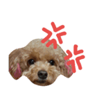 うちのワンコ•ﻌ•（個別スタンプ：12）