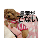 うちのワンコ•ﻌ•（個別スタンプ：13）