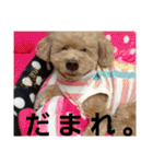うちのワンコ•ﻌ•（個別スタンプ：14）