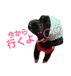 うちのワンコ•ﻌ•（個別スタンプ：17）