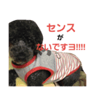 うちのワンコ•ﻌ•（個別スタンプ：20）