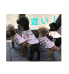 うちのワンコ•ﻌ•（個別スタンプ：21）