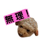 うちのワンコ•ﻌ•（個別スタンプ：23）