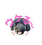 うちのワンコ•ﻌ•（個別スタンプ：30）