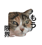 みけねこちゃーちゃとももこ（個別スタンプ：1）