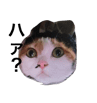 みけねこちゃーちゃとももこ（個別スタンプ：5）