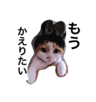みけねこちゃーちゃとももこ（個別スタンプ：6）