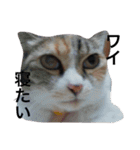 みけねこちゃーちゃとももこ（個別スタンプ：8）
