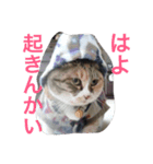 みけねこちゃーちゃとももこ（個別スタンプ：10）