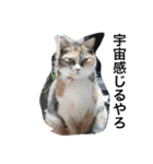みけねこちゃーちゃとももこ（個別スタンプ：11）