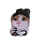 みけねこちゃーちゃとももこ（個別スタンプ：12）