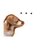 犬のビビ（個別スタンプ：1）