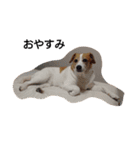 犬のビビ（個別スタンプ：2）