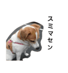 犬のビビ（個別スタンプ：3）