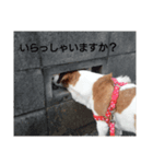犬のビビ（個別スタンプ：4）