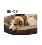 犬のビビ（個別スタンプ：5）