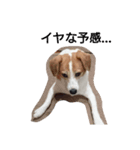 犬のビビ（個別スタンプ：6）