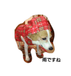 犬のビビ（個別スタンプ：7）