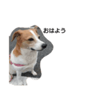 犬のビビ（個別スタンプ：8）