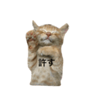 o家の猫さん（個別スタンプ：1）