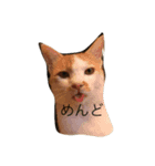 o家の猫さん（個別スタンプ：2）
