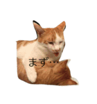o家の猫さん（個別スタンプ：3）