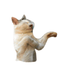 o家の猫さん（個別スタンプ：4）