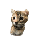 o家の猫さん（個別スタンプ：5）