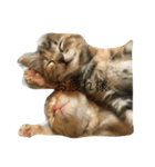 o家の猫さん（個別スタンプ：6）
