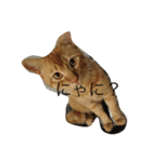 o家の猫さん（個別スタンプ：9）
