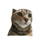 o家の猫さん（個別スタンプ：12）