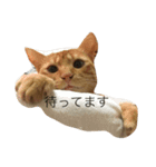 o家の猫さん（個別スタンプ：14）
