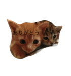 o家の猫さん（個別スタンプ：16）
