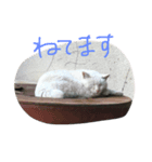 しろねこさん3（個別スタンプ：2）