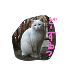 しろねこさん3（個別スタンプ：3）
