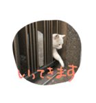 しろねこさん3（個別スタンプ：4）