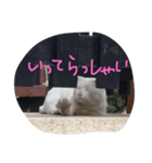 しろねこさん3（個別スタンプ：5）