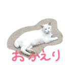 しろねこさん3（個別スタンプ：7）