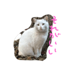 しろねこさん3（個別スタンプ：8）