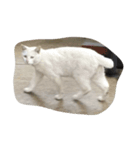しろねこさん2（個別スタンプ：1）