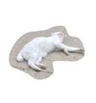 しろねこさん2（個別スタンプ：2）