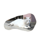 しろねこさん2（個別スタンプ：3）